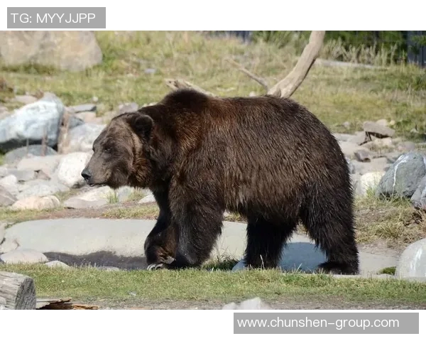 灰熊栖息地与行为研究：探索北美最大的陆地食肉动物生活习性