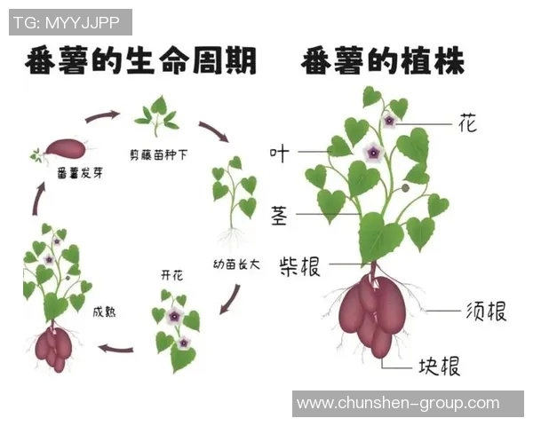 果园中的四季变换与农事活动：从春种到冬藏的自然与人文探索